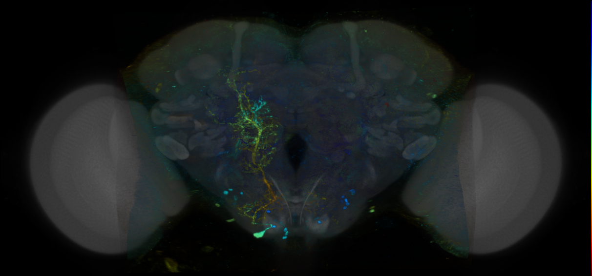 P{VT043611-GAL4} expression pattern