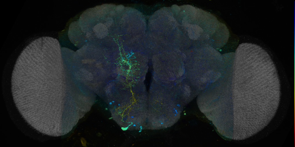 P{VT043611-GAL4} expression pattern