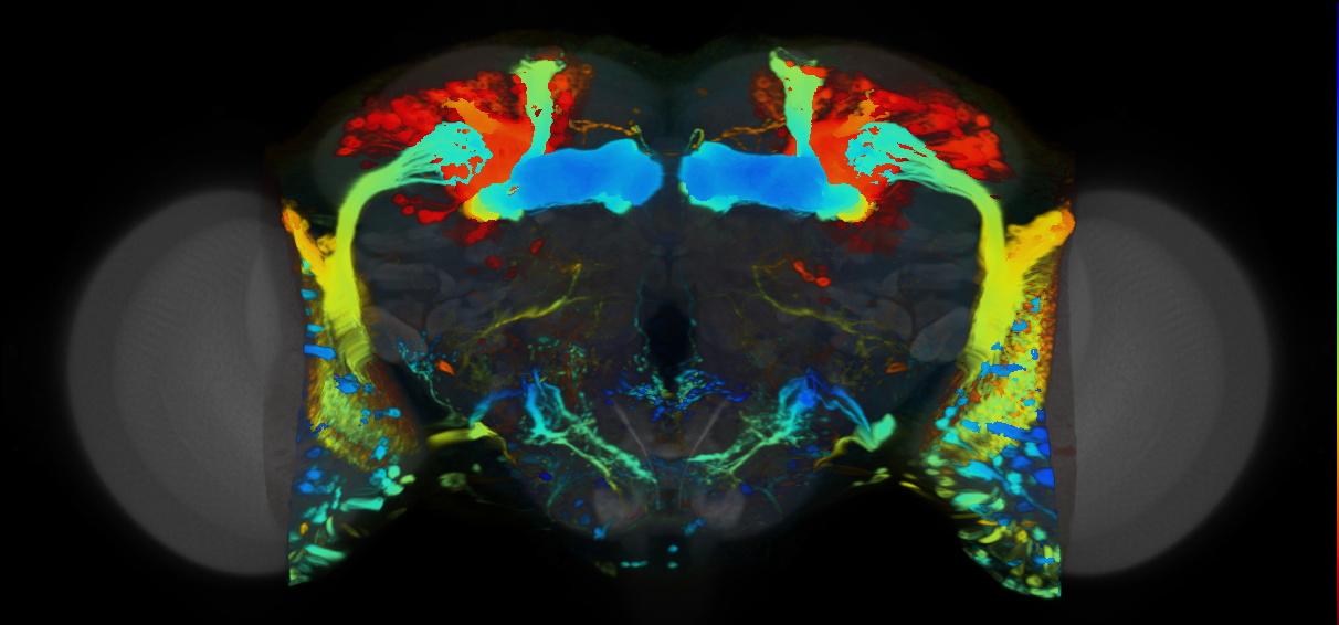 P{VT043656-GAL4} expression pattern