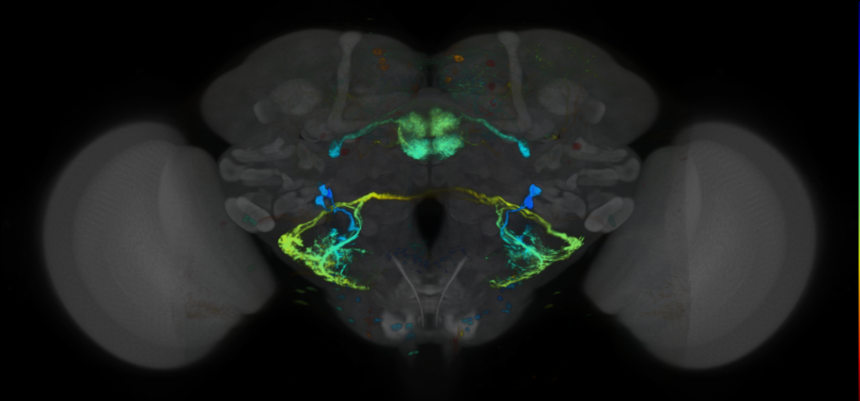 P{VT043663-GAL4} expression pattern