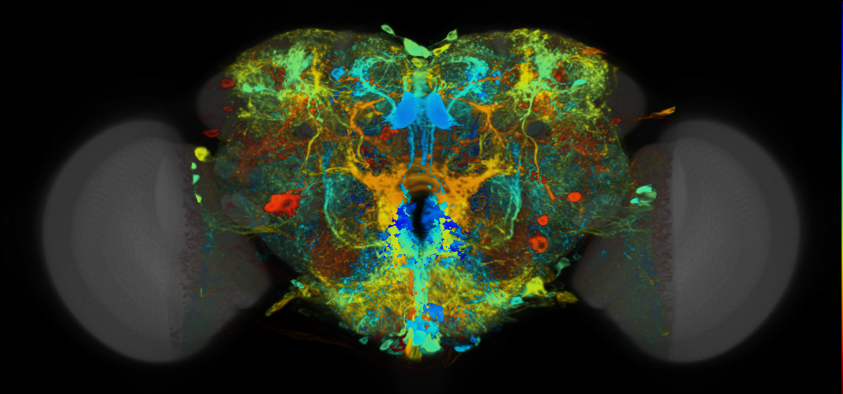 P{VT043675-GAL4} expression pattern