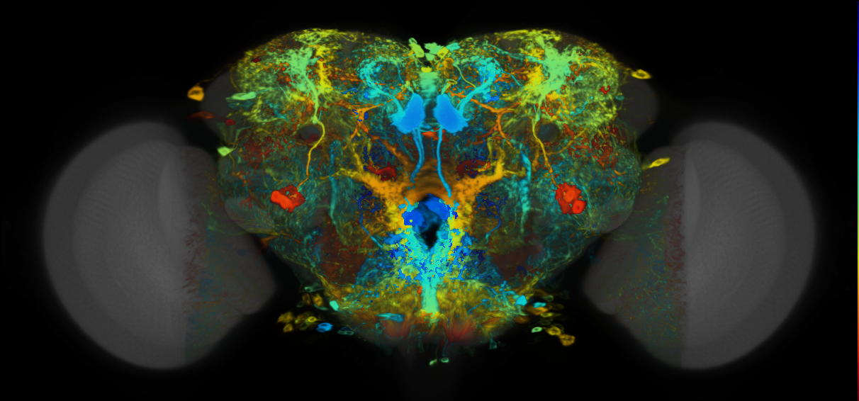 P{VT043675-GAL4} expression pattern