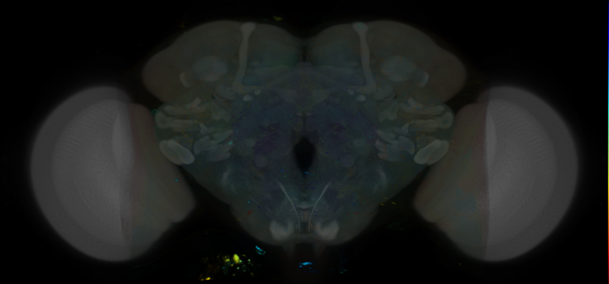 P{VT043707-GAL4} expression pattern