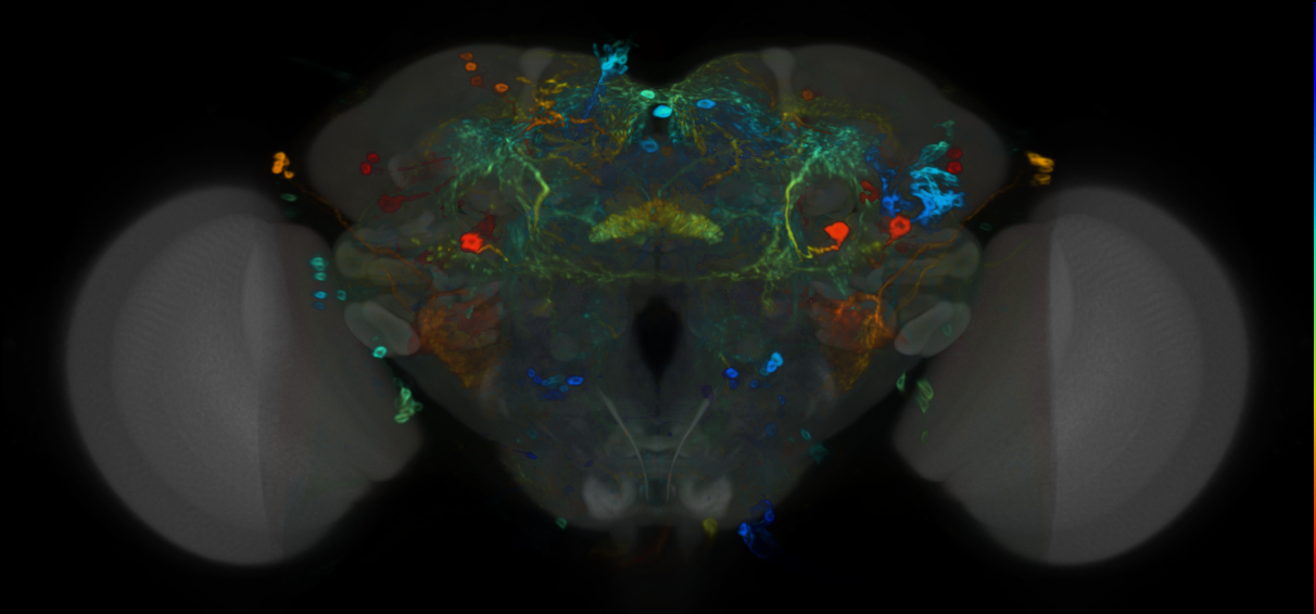 P{VT043709-GAL4} expression pattern