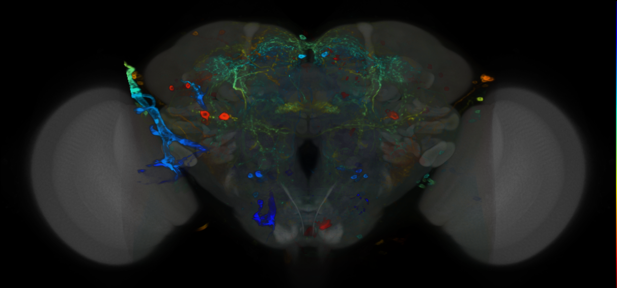 P{VT043709-GAL4} expression pattern