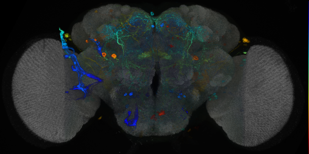 P{VT043709-GAL4} expression pattern