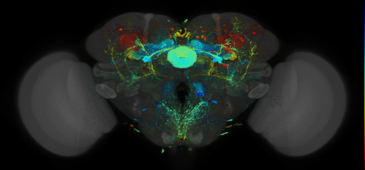 P{VT043714-GAL4} expression pattern