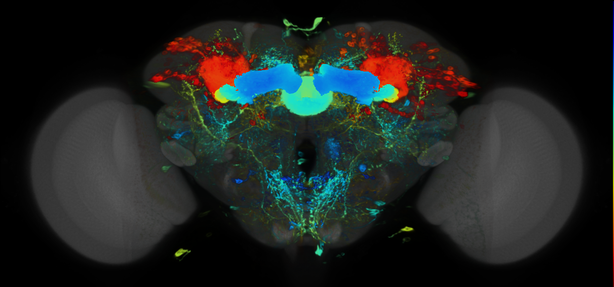 P{VT043714-GAL4} expression pattern