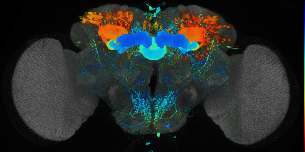 P{VT043714-GAL4} expression pattern
