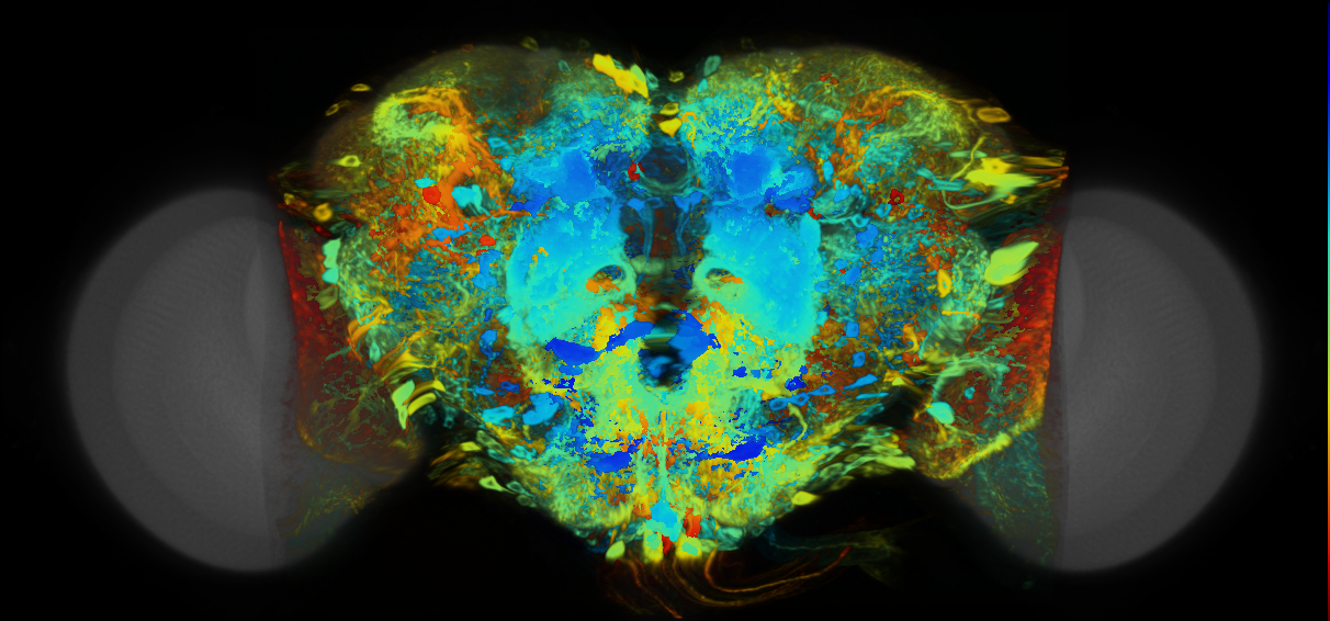 P{VT043783-GAL4} expression pattern