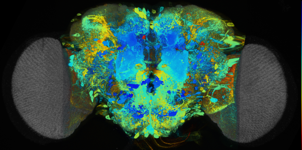 P{VT043783-GAL4} expression pattern