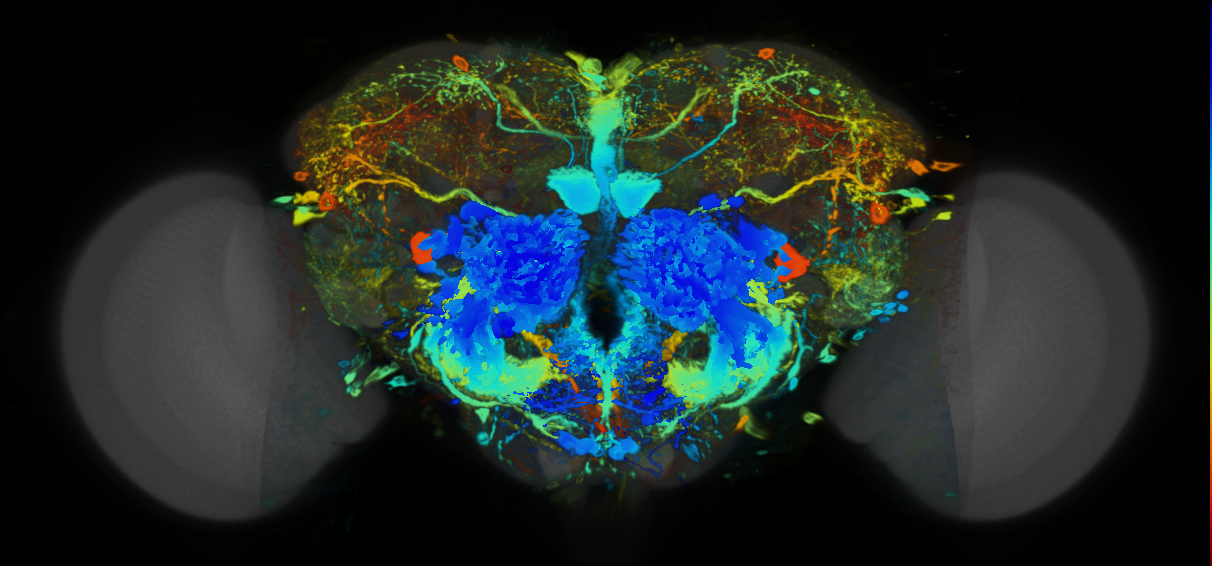 P{VT043784-GAL4} expression pattern