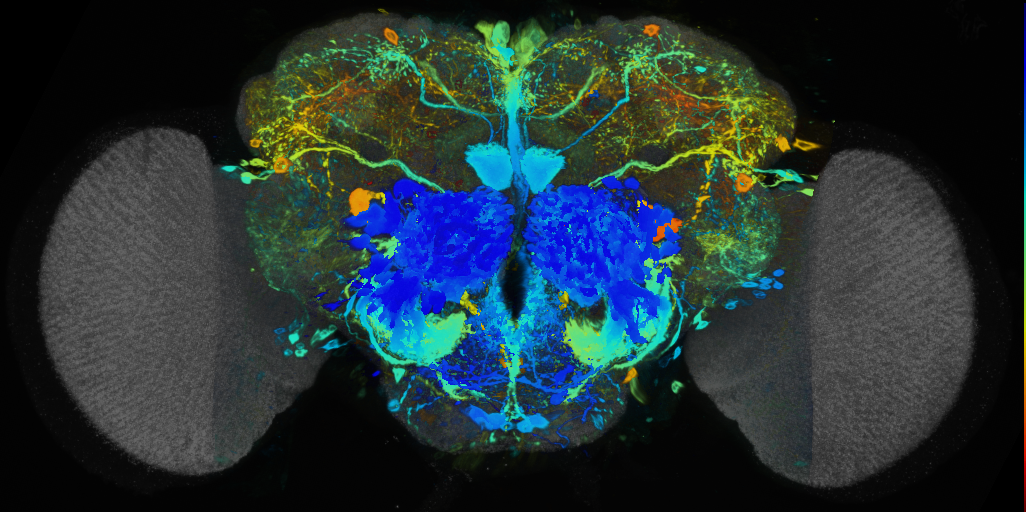 P{VT043784-GAL4} expression pattern