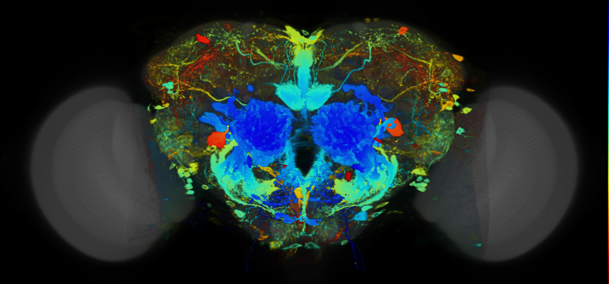 P{VT043784-GAL4} expression pattern