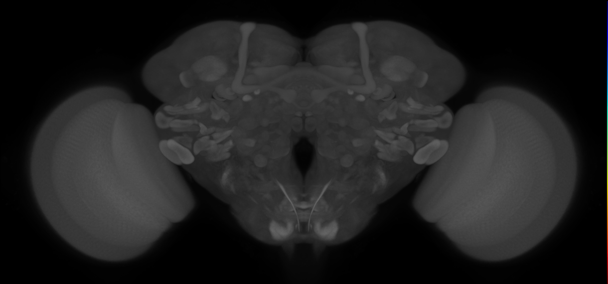 P{VT043928-GAL4} expression pattern