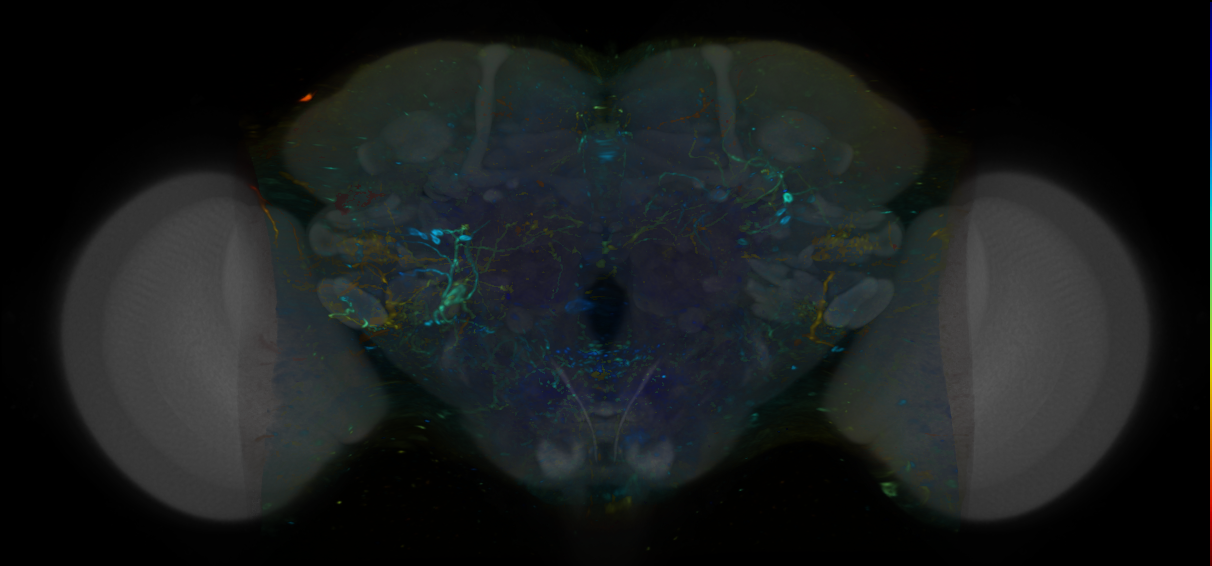 P{VT043930-GAL4} expression pattern