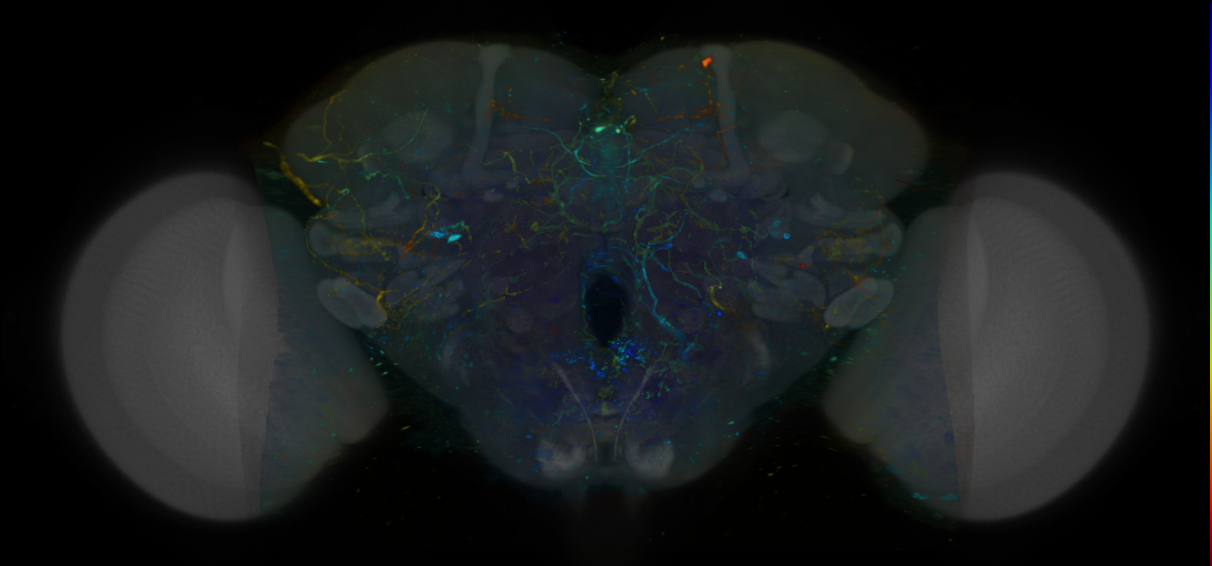 P{VT043930-GAL4} expression pattern