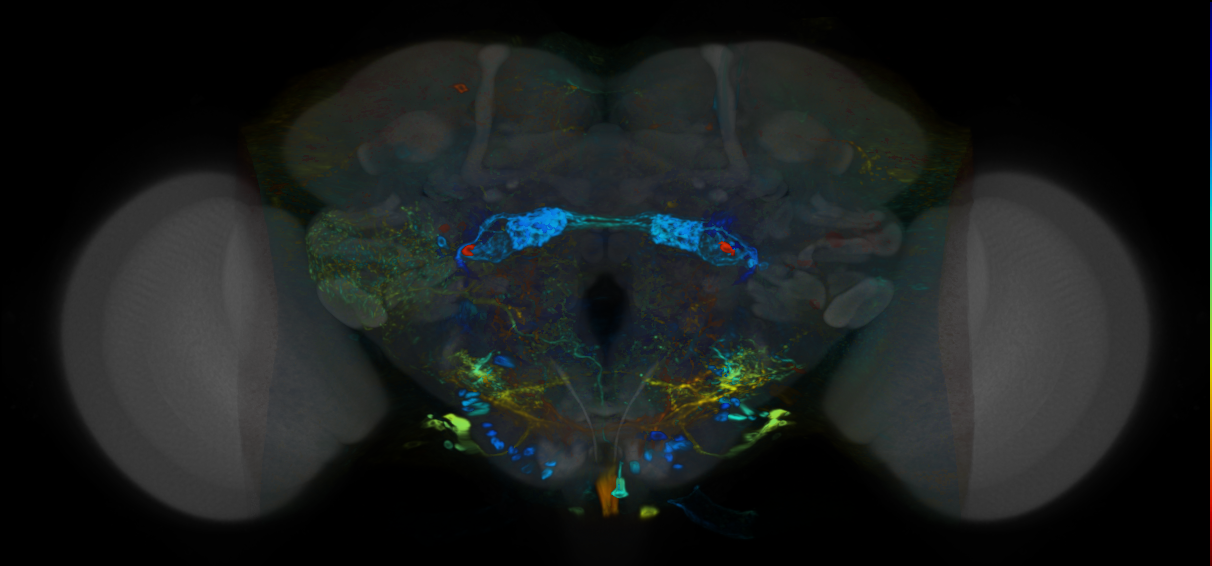 P{VT044067-GAL4} expression pattern