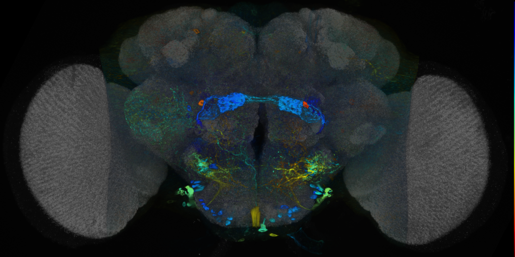 P{VT044067-GAL4} expression pattern
