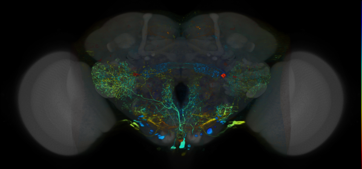 P{VT044067-GAL4} expression pattern