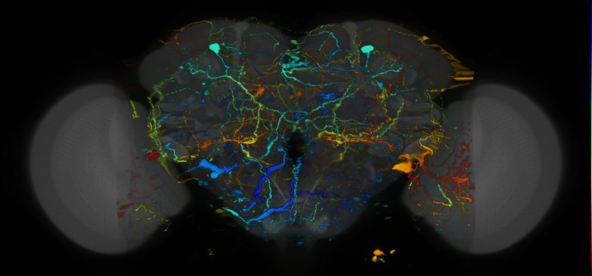 P{VT044168-GAL4} expression pattern