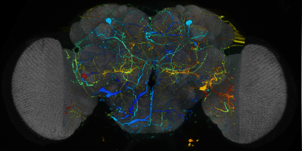 P{VT044168-GAL4} expression pattern