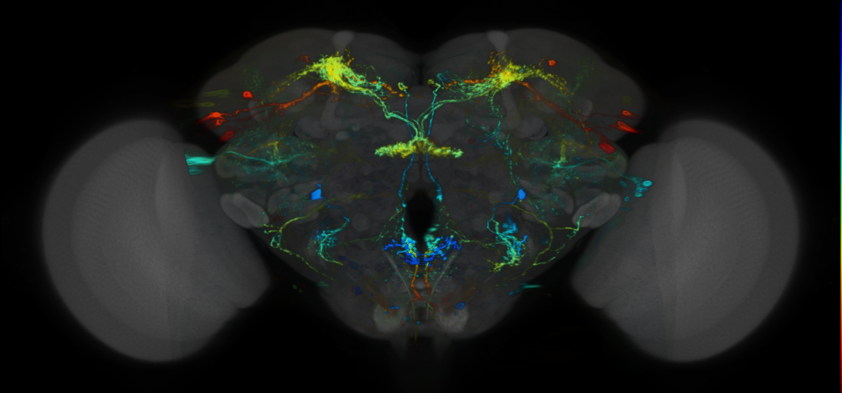 P{VT044179-GAL4} expression pattern
