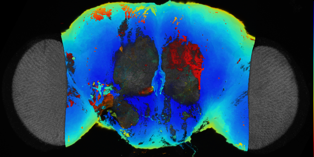 P{VT044324-GAL4} expression pattern