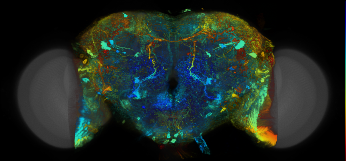 P{VT044330-GAL4} expression pattern