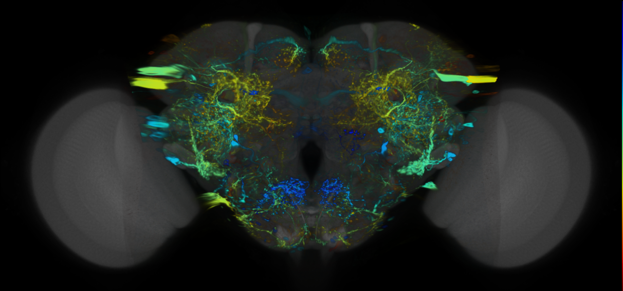 P{VT044340-GAL4} expression pattern