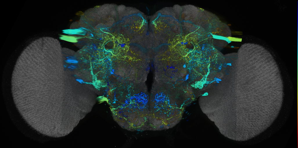 P{VT044340-GAL4} expression pattern