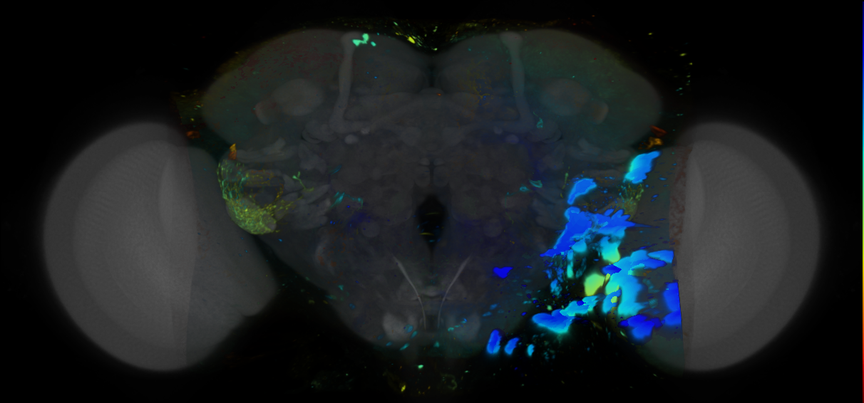 P{VT044343-GAL4} expression pattern