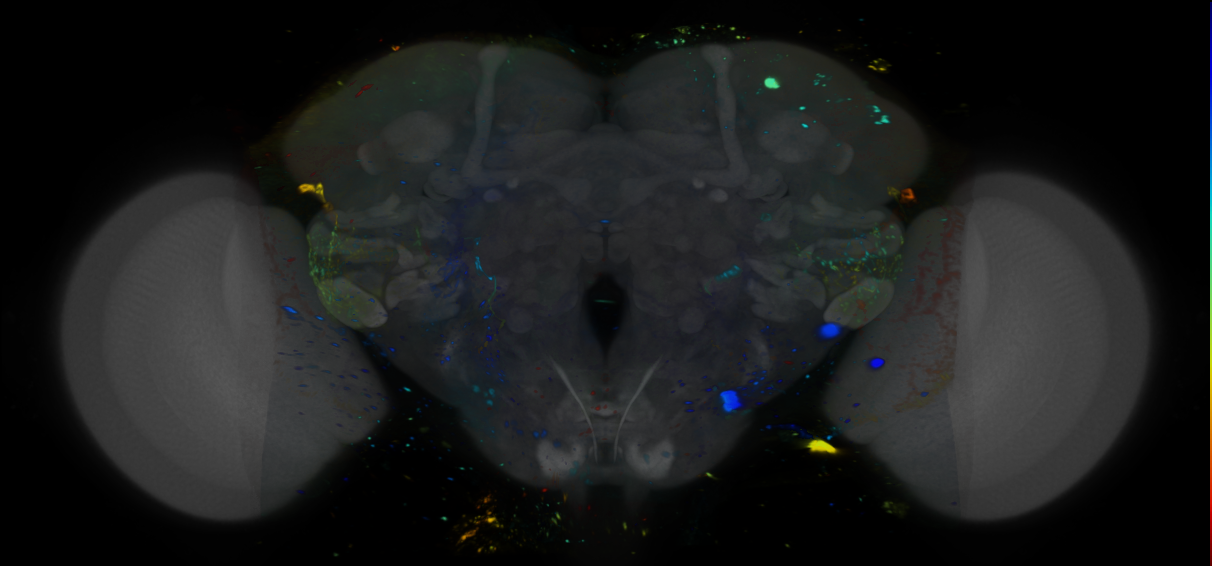 P{VT044343-GAL4} expression pattern
