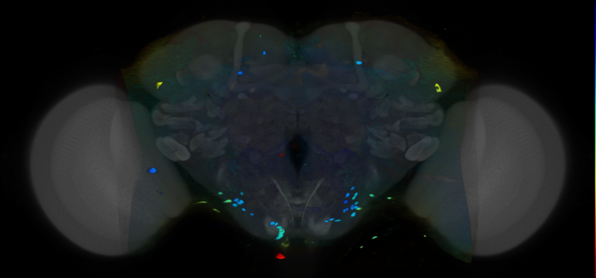 P{VT044496-GAL4} expression pattern