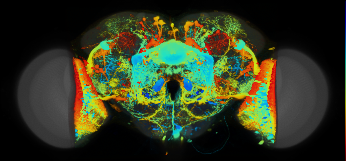 P{VT044646-GAL4} expression pattern