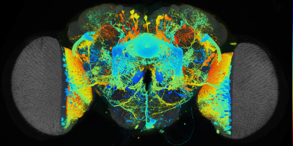 P{VT044646-GAL4} expression pattern