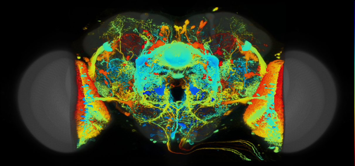P{VT044646-GAL4} expression pattern