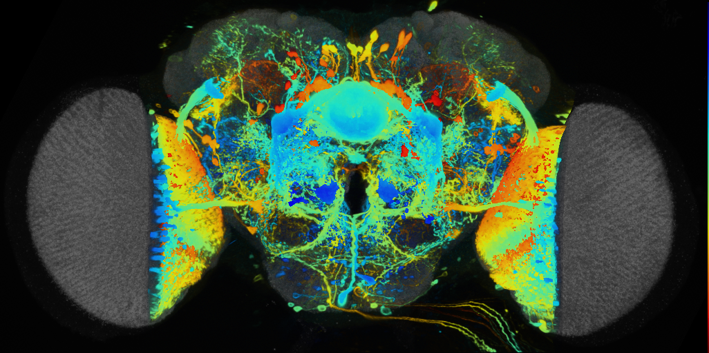 P{VT044646-GAL4} expression pattern