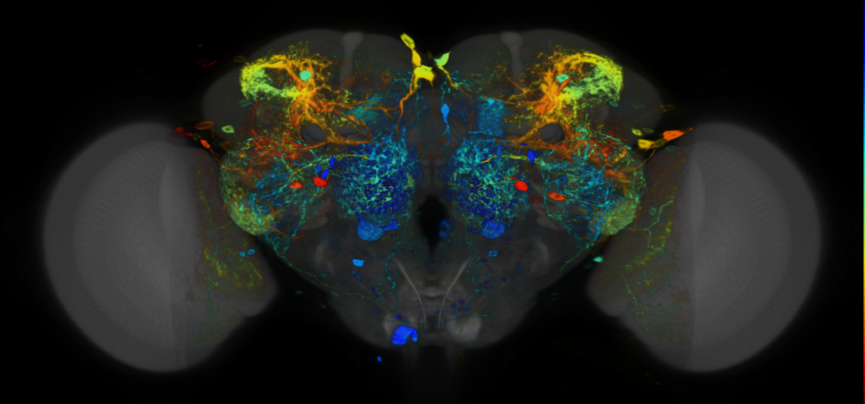 P{VT044650-GAL4} expression pattern