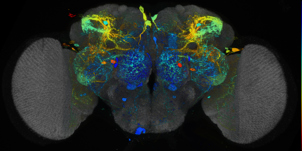 P{VT044650-GAL4} expression pattern