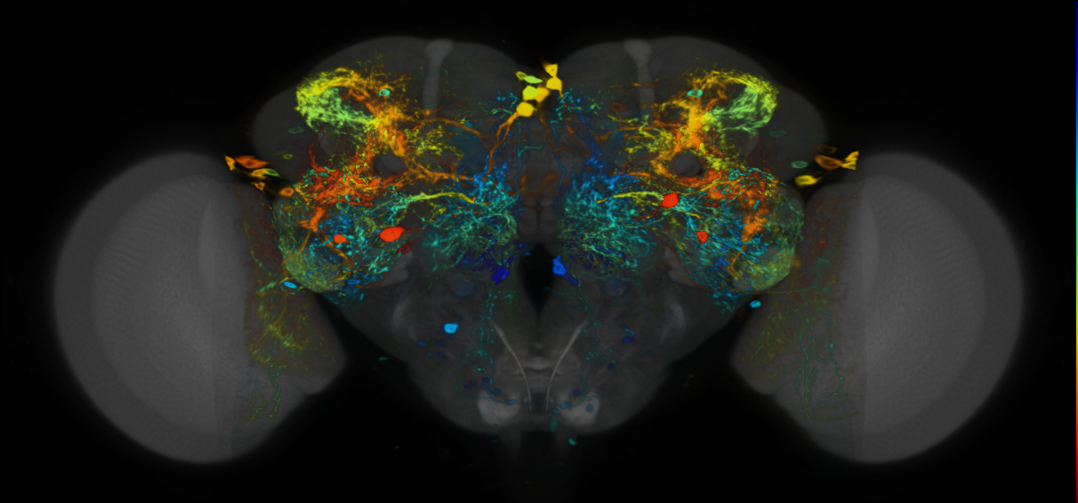 P{VT044650-GAL4} expression pattern