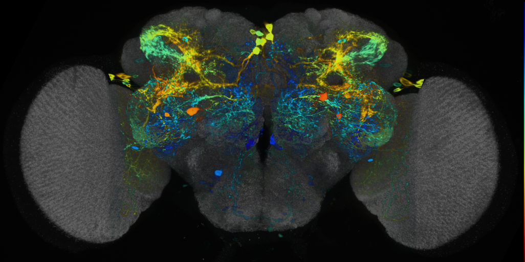 P{VT044650-GAL4} expression pattern