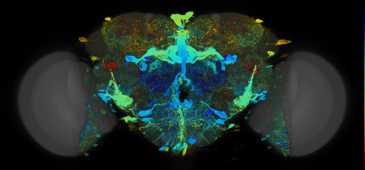 P{VT044709-GAL4} expression pattern