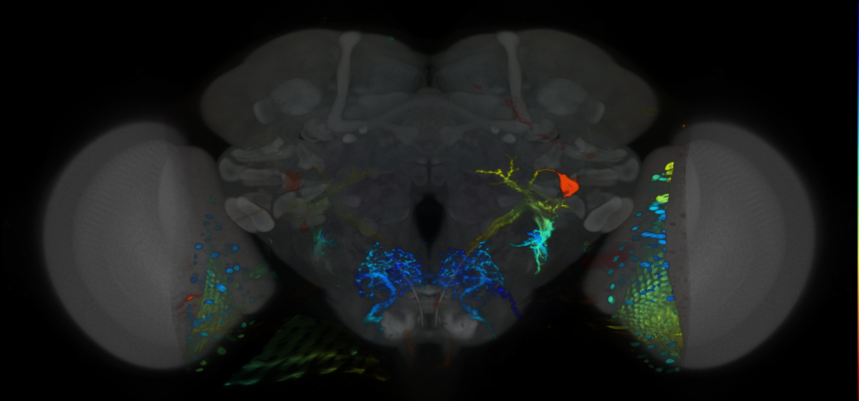 P{VT044843-GAL4} expression pattern