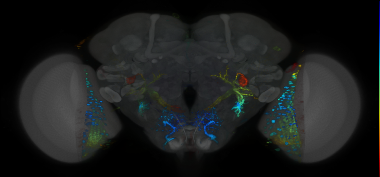 P{VT044843-GAL4} expression pattern