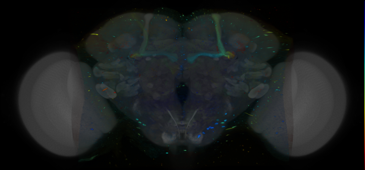 P{VT044955-GAL4} expression pattern