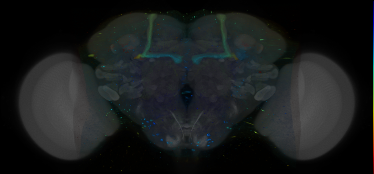 P{VT044955-GAL4} expression pattern