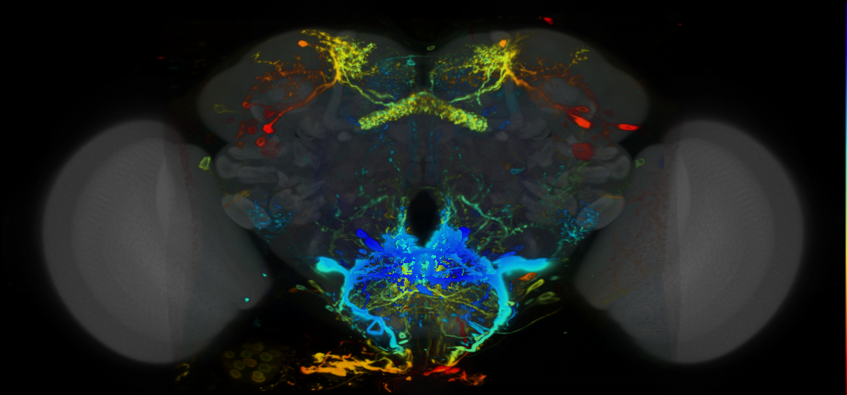 P{VT045150-GAL4} expression pattern