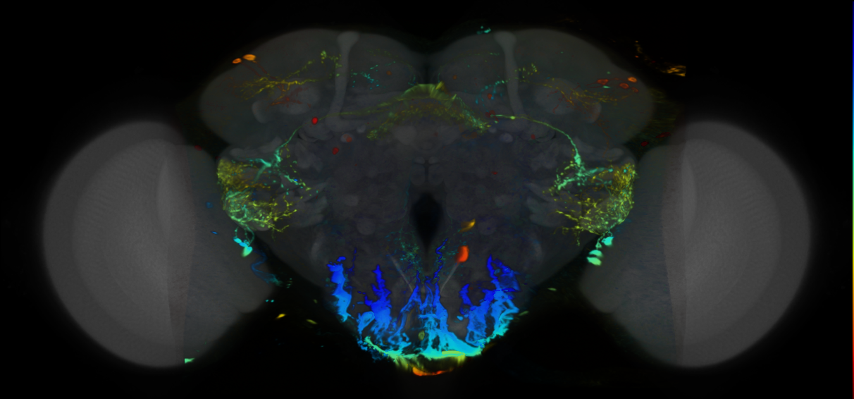 P{VT045194-GAL4} expression pattern