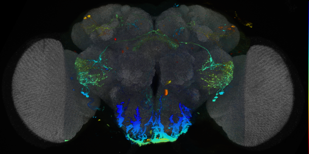 P{VT045194-GAL4} expression pattern